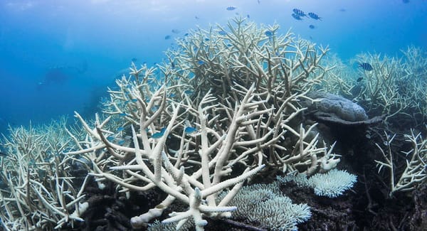 The Crumpling Reefs: Coral Bleaching is Changing the Ocean